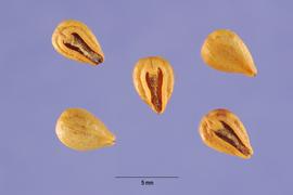   Seeds:   Rhamnus crocea ; Photo by S. Hurst, USDA-NRCS Plants Database
